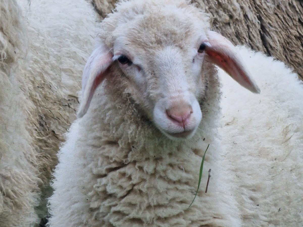 A Jezersko-Solčava lamb with thick wool at Lunina dolina