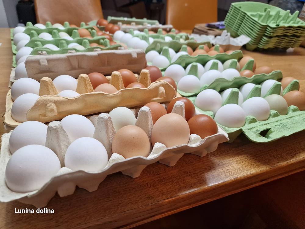 Bela, rjava in kremna jajca s pašnika