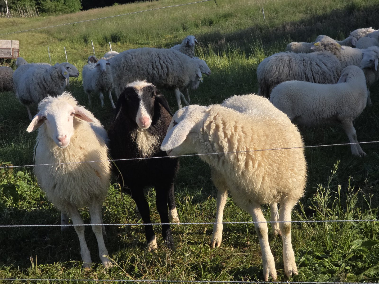 Špelca (levo) in Erika (črna, v sredini) danes, med čredo na pašniku