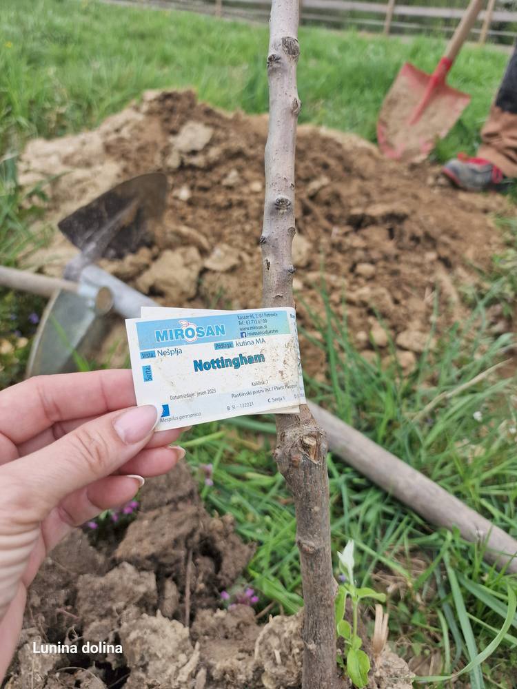 Mlada sadika z etiketo, sveže posajena v zemljo
